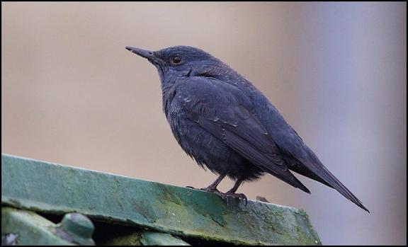 blue-rock-thrush-311216
