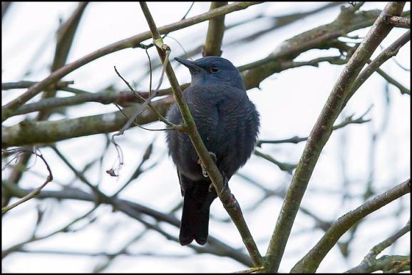 blue-rock-thrush-4-271216