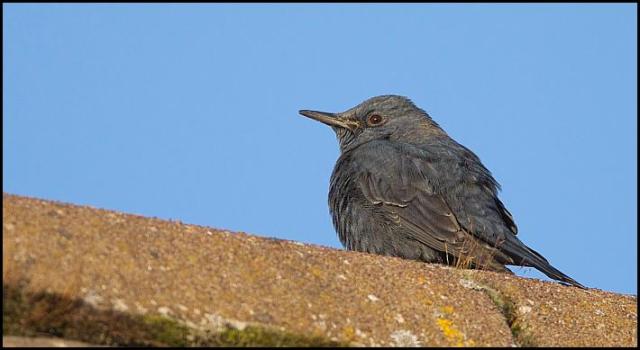 blue-rock-thrush-4-281216