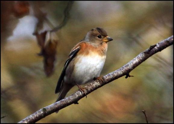 brambling-111216