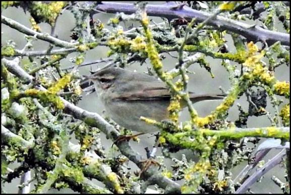 dusky-warbler-211216