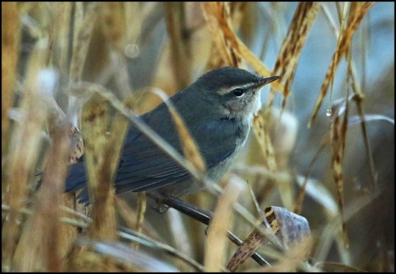 dusky-warbler-221216