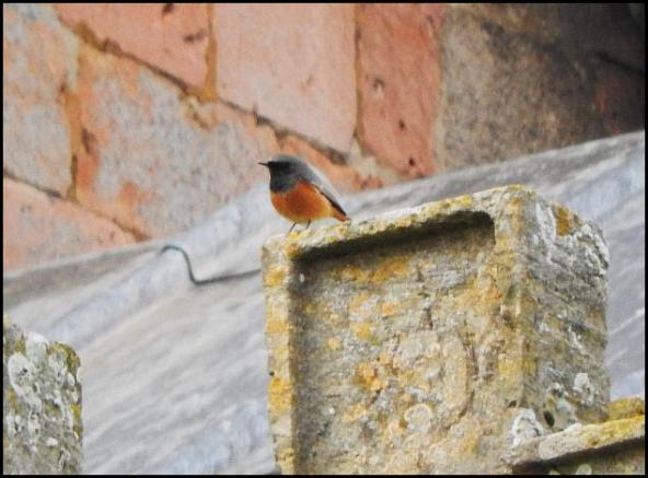 eastern-black-redstart-111216
