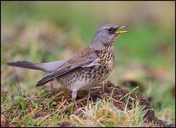 fieldfare-181216