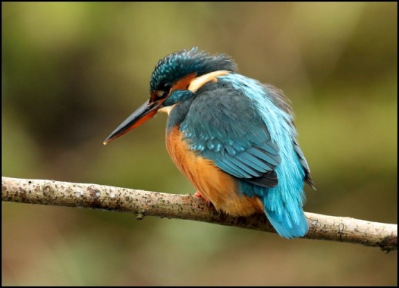 kingfisher-241216