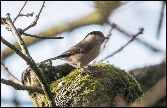 marshtit-141216