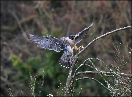 peregrine-031216