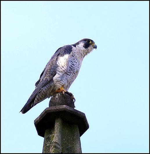 peregrine-131216