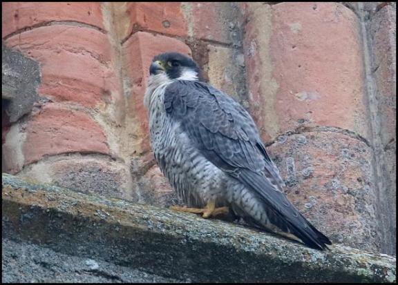 peregrine-171216