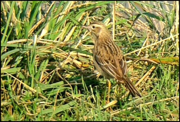 richards-pipit-281216