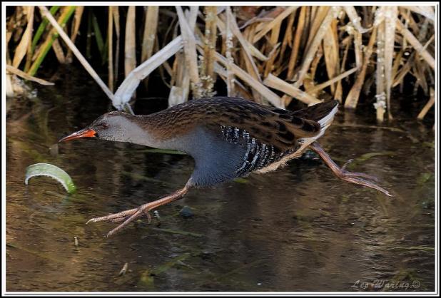water-rail-281216