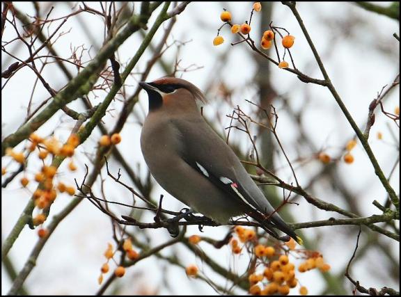 waxwing-311216
