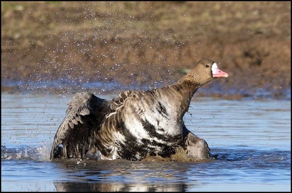 white-fronted-goose-041216