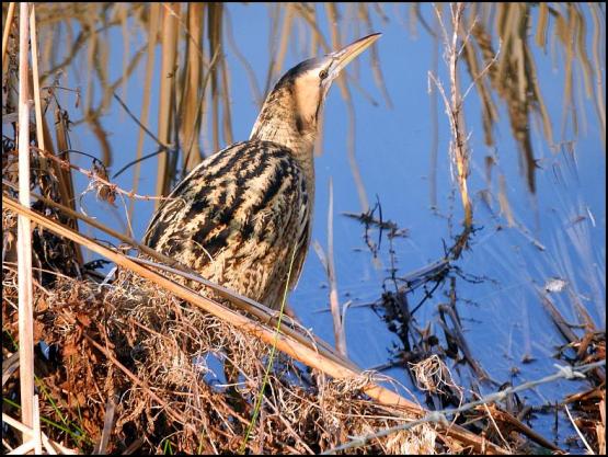 bittern-1-270117