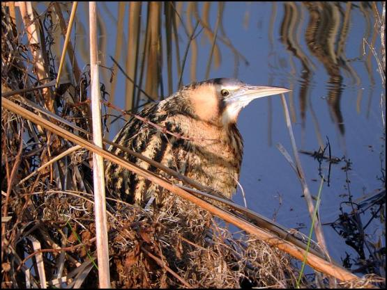 bittern-2-270117
