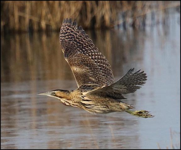 bittern-240117
