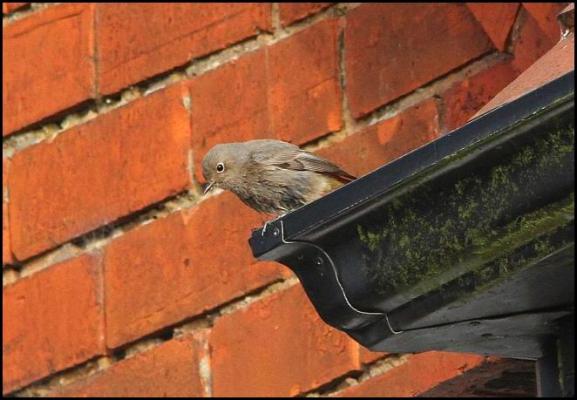 black-redstart-210117