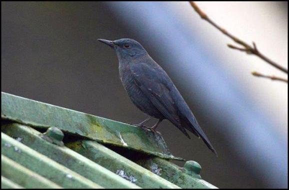 blue-rock-thrush-080117