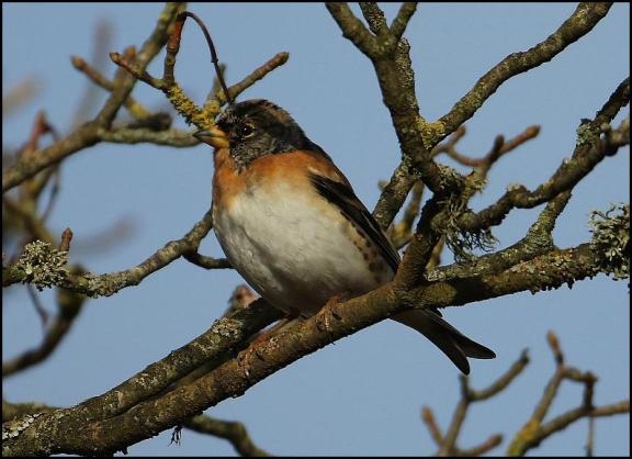 brambling-280117