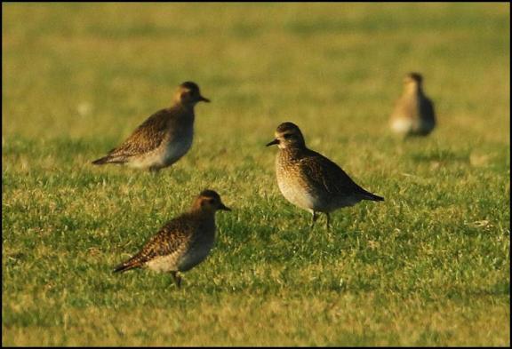golden-plovers-220117