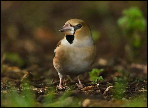 hawfinch-190117