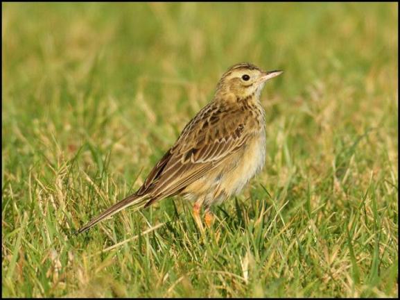 richards-pipit-1-250117