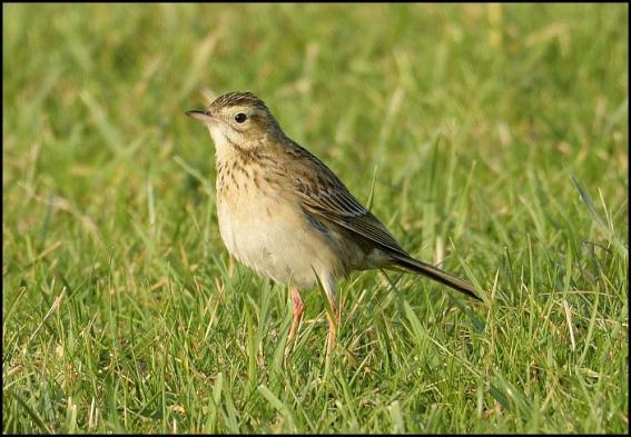 richards-pipit-2-250117