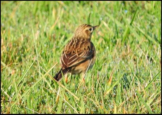 richards-pipit-200117