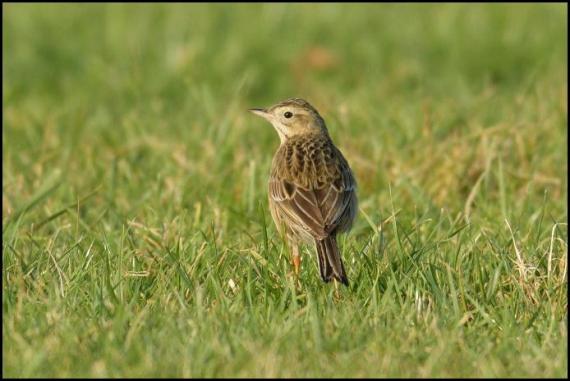 richards-pipit-3-250117