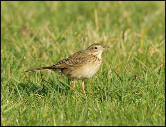 richards-pipit-4-250117