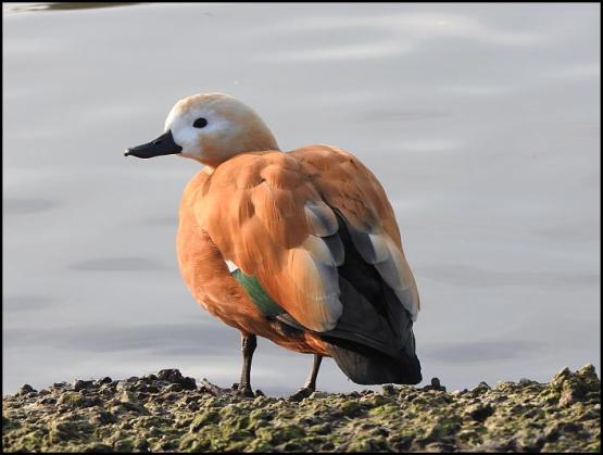 ruddy-shelduck-270117