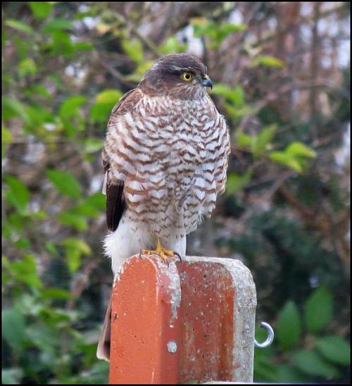 sparrowhawk-300117