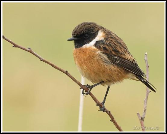 stonechat-220117