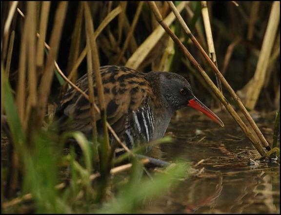 water-rail-150117