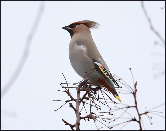 waxwing-070117