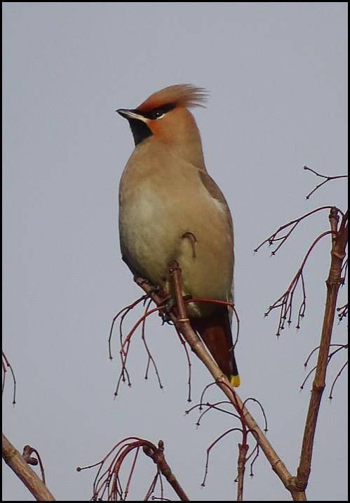 waxwing-1-030117