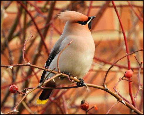 waxwing-1-270117