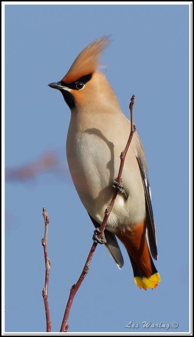 waxwing-140117