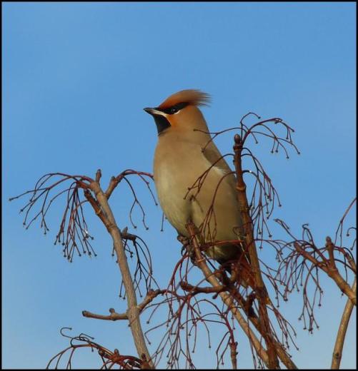waxwing-2-030117