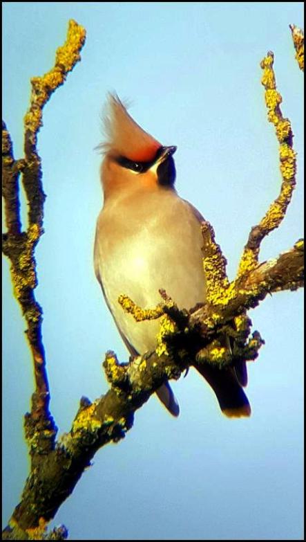 waxwing-2-140117