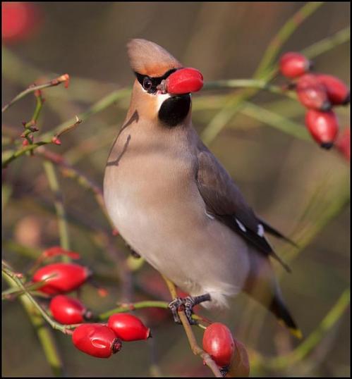waxwing-2-270117