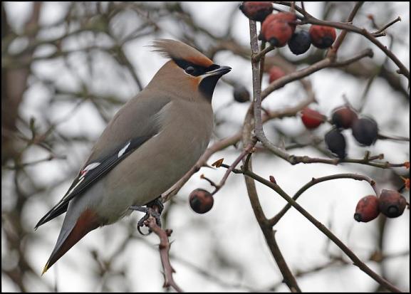 waxwing-290117