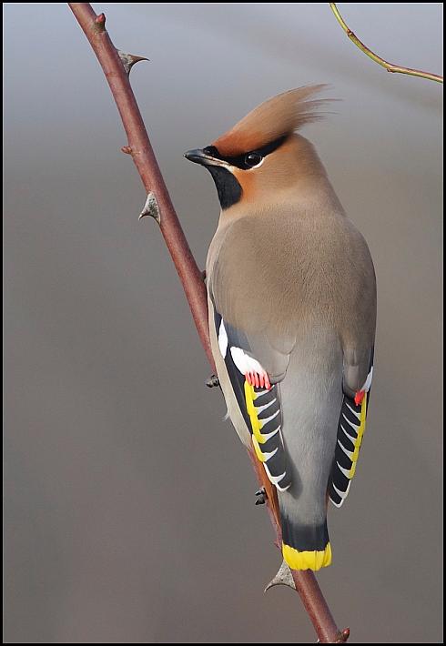 waxwing-3-270117