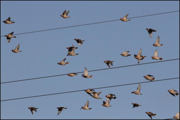 waxwings-110117