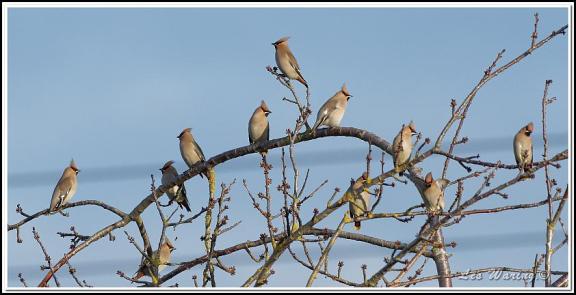 waxwings-140117