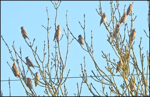 waxwings-200117