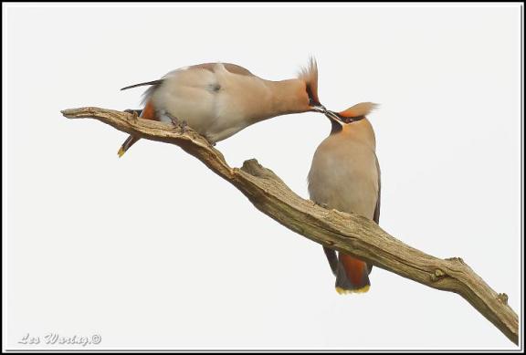waxwings-280117