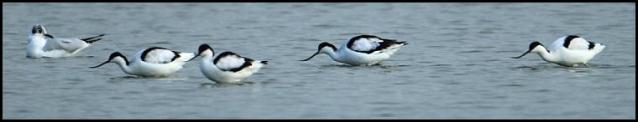 avocets-170217