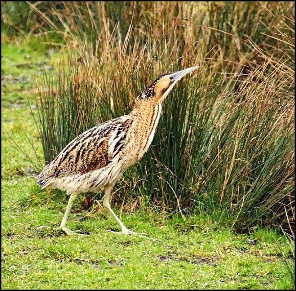 bittern-080217