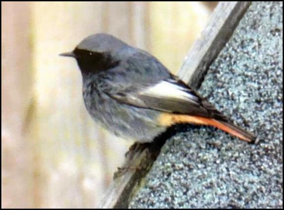 black-redstart-170217